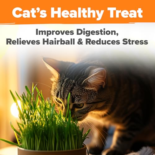 Indoor Cat Grass Refill 3