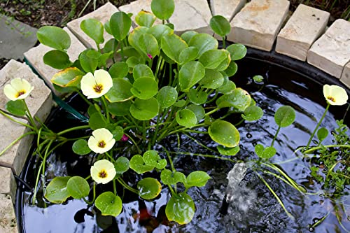 Floating Plants for Water Gardens and Ponds