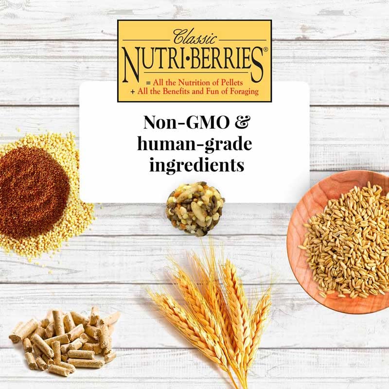 Classic Nutri (10 Ounce (Pack of 2))
