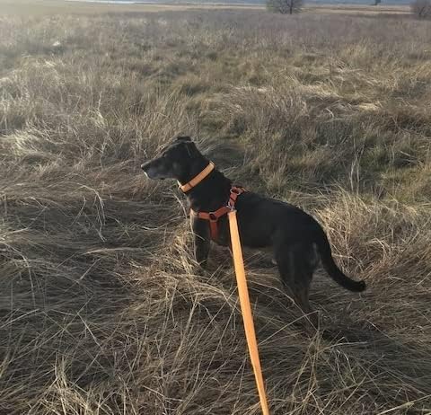 No Pull Dog Harness Large Sized Step (Orange / Large)