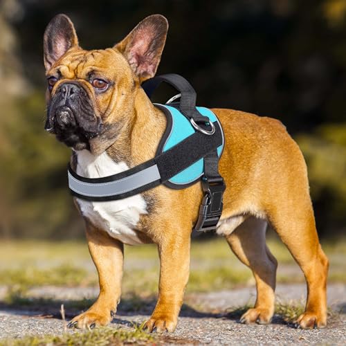 Essential Dog Harness (M / Blue)