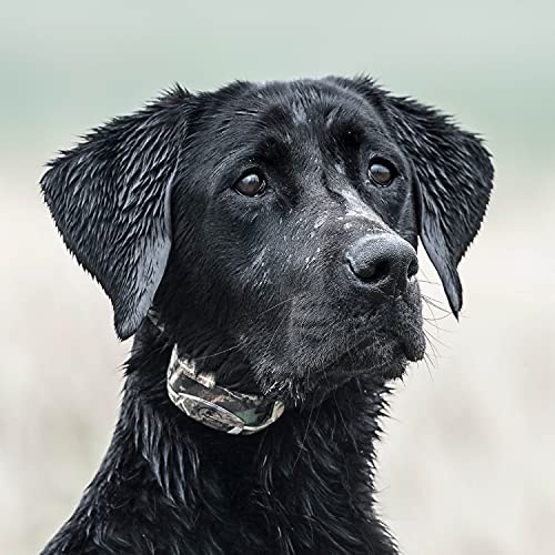 WetlandHunter 425X Remote Trainer (Camoflauge / 1-Dog)