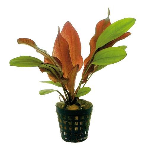 Potted Live Aquarium Plants (Red Flame Sword)