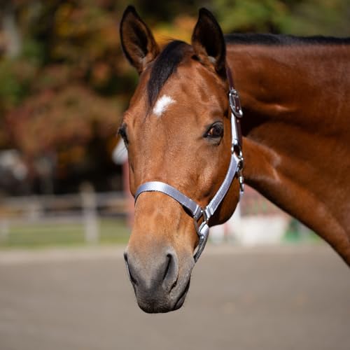 Loki Nylon Horse Halter (Silver Sconce Gray / Warmblood)