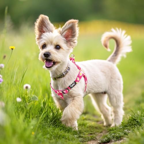 No Pull Dog Harness Small Sized Step (Fuchsia(Daisy) / X-Small)