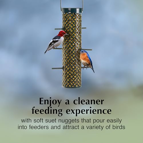 Bluebird Suet Nuggets (8 Pound (Pack of 1))