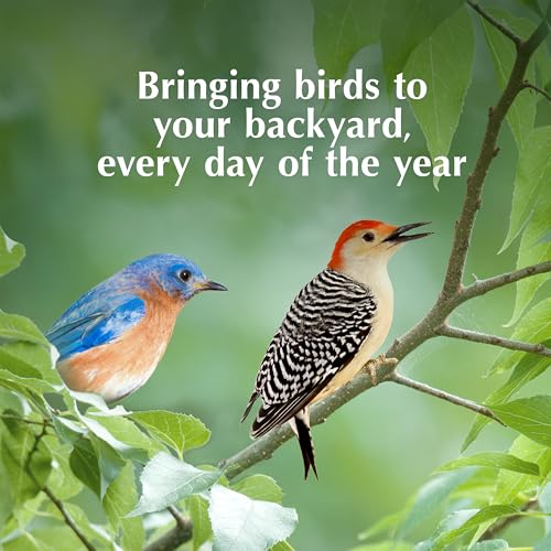 Bluebird Suet Nuggets (8 Pound (Pack of 1))
