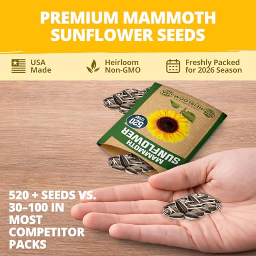 Giant Mammoth Sunflower Seeds