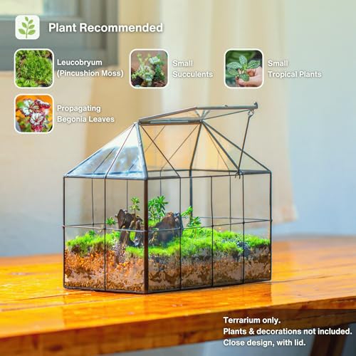 Glass Terrarium Planter with Lid for Small Succulent Plants
