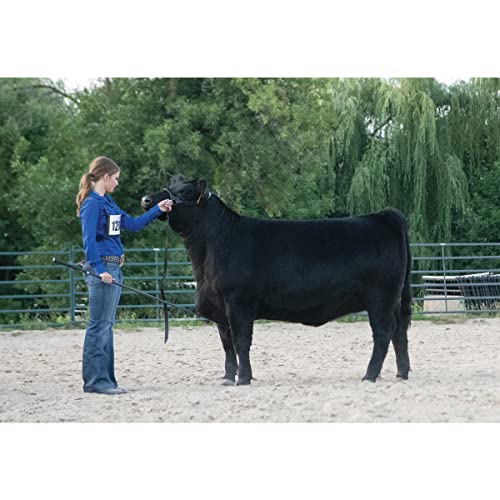 Weaver Leather Livestock Black Magic Show Halter (Medium / Black)