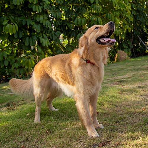 Red Dog Collar for Large Dogs (Large / Red)
