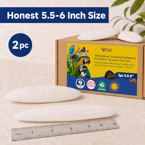 5.5 6″ Cuttlebone for Birds (2 Count (Pack of 1))