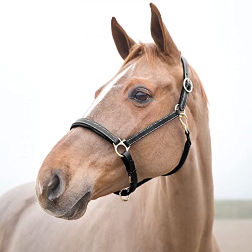Largo Genuine Leather Horse Halter (Black / Cob)