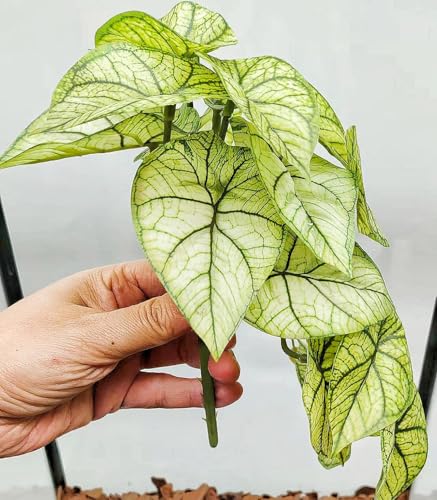 Reptile Plants for Terrarium (Green Arrowhead)