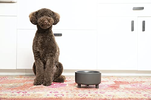 Uplift Ceramic Dog Bowl for Small Medium and Large Breeds (Medium / Black)