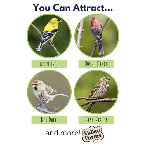 Nyjer Seed Wild Bird Food (15 Pound (Pack of 1))
