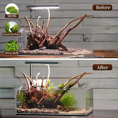 Natural Large Driftwood for Aquarium Decor Fish Tank Decor Reptile Decor (Spiderwood 13 to 17 Inch(Pack of 1))