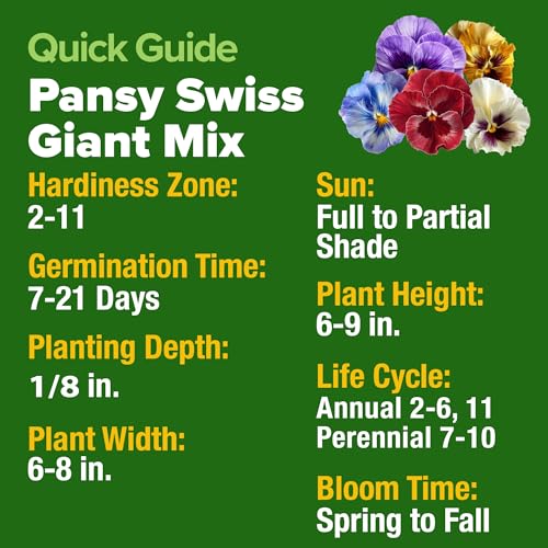 Pansy Swiss Giants Mix Seeds