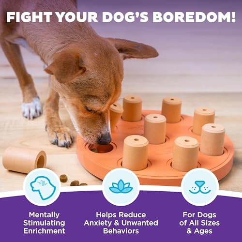 by Nina Ottosson Dog Smart Treat Puzzle Enrichment Toy (Dog Smart Composite (Orange) / 1 Count (Pack of 1))