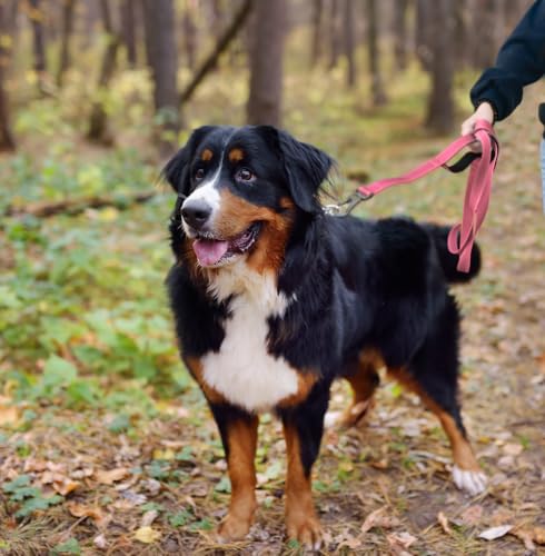 4FT 1IN Heavy Duty Dog Leash for Large Dogs with 2 Padded Handles (Pink / 1 in x 4 ft)