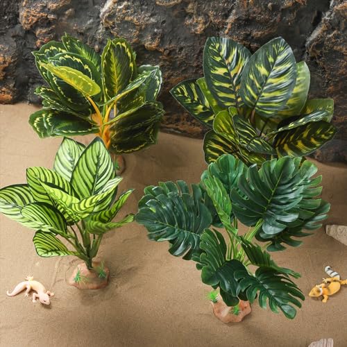 Reptile Plants (Monstera)