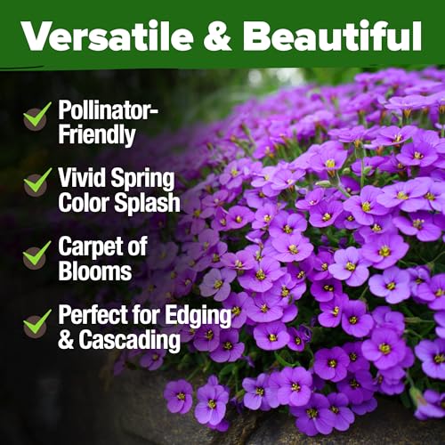 Aubrieta Rock Cress Purple Seeds