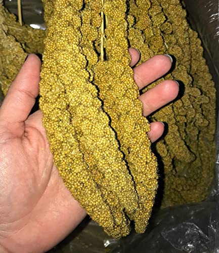 25lbs Economy & Special Spray Millet for Birds (25 Pound (Pack of 1))