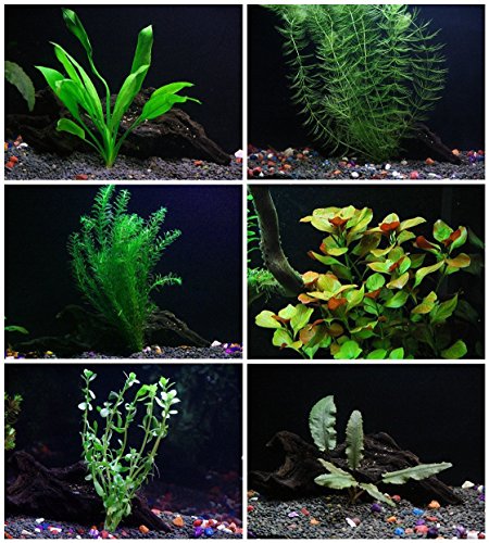 24 Plants Bundle (100+ Gallon Aquariums)