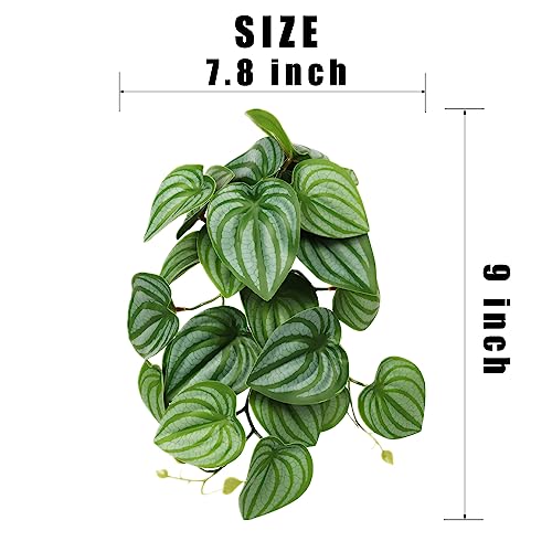 Fake Calathea Orbifolia (Fake Calathea Orbifolia)