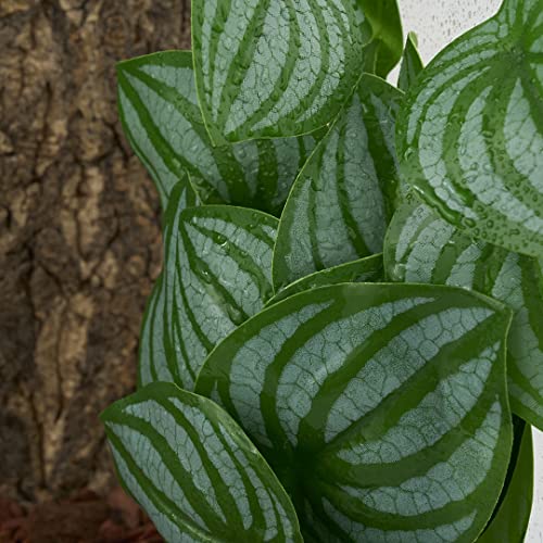 Fake Calathea Orbifolia (Fake Calathea Orbifolia)
