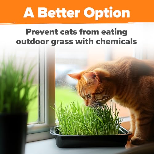 Indoor Cat Grass Refill 3