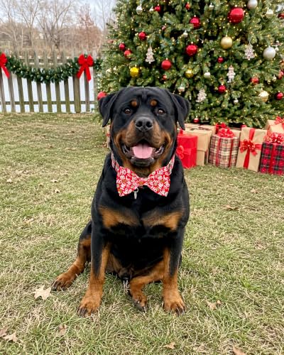 10 Pack Dog Bowties Holiday XL for Extra Large Dogs Sliding Collar (L/XL)