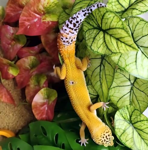 Reptile Plants for Terrarium (Green Arrowhead)