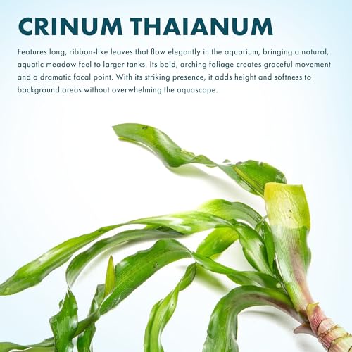 Live Plants Thai Onion Plant (Bulb - 1 Pack / Crinum Thaianum)