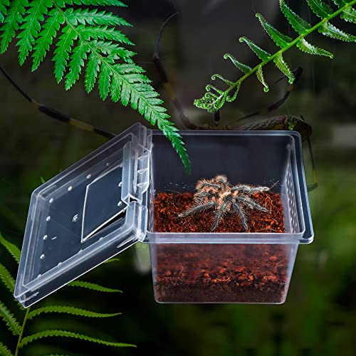 10 Pack Small Size Spider Terrariums Breeding Box Hatching Container Insect Scorpion Centipede Acrylic Breeding Box