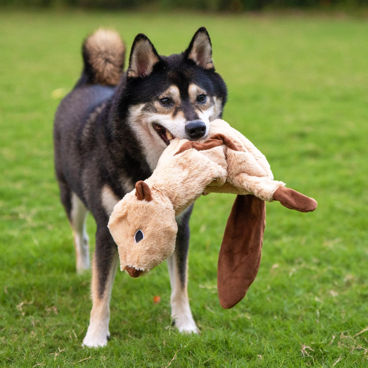 2-in-1 Stuffless Squeaky Dog Toy - 4 Figures, Large (Wild Duck, Hare, Squirrel & Alligator / Large)