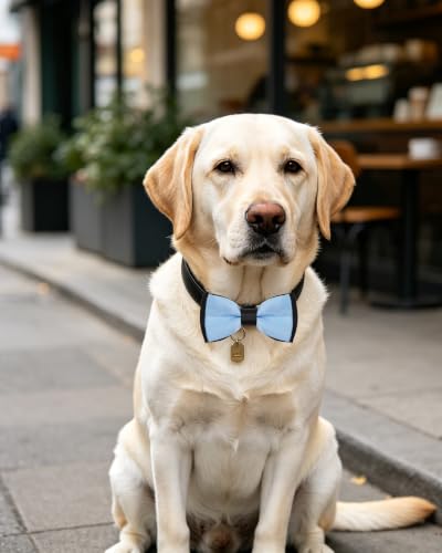 10 Pack Mixed Colors Dog Bowties for Large Dogs Sliding on Collar (M/L)
