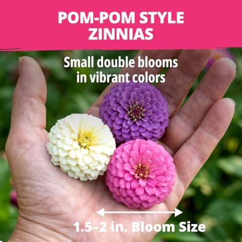 Zinnia Seeds Lilliput Mix