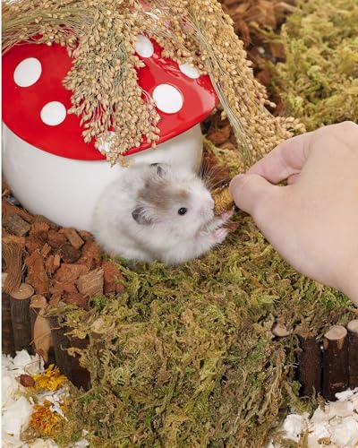 Hamster Snack & Treats Toy