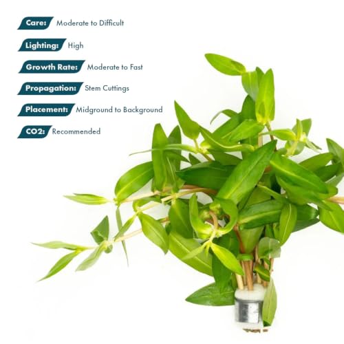 Live Plants Nesaea Triflora (Lead Bunch - 4 Pack / Nesaea Triflora)