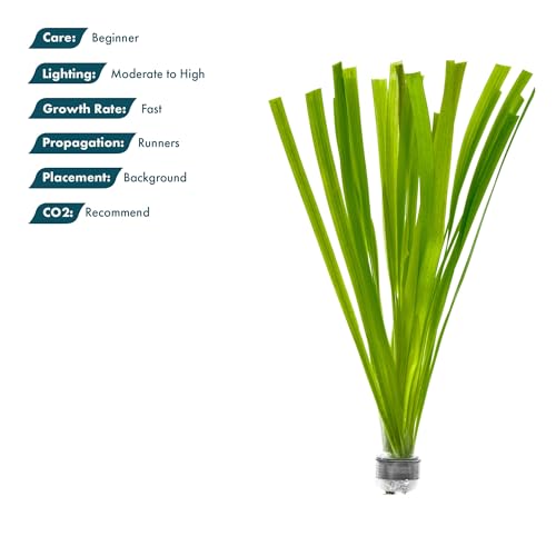 Live Plant Tall Grass (Lead Bunch - 1 Pack / Gigantea)