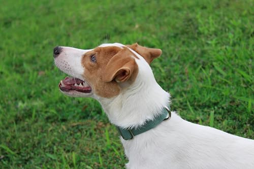 Nylon Dog Collar with Quick Release Buckle Soft Adjustable Sturdy for Small Medium Large Dogs Emerald (Emerald / L：17.5"-25.5")