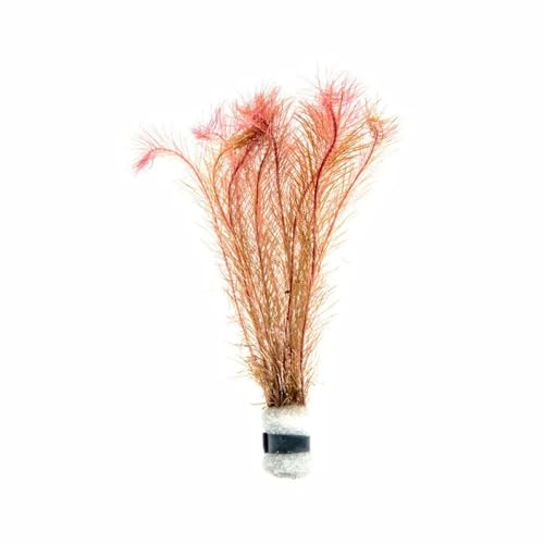 Live Aquarium Red Stem Plants (Lead Bunch - 1 Pack / Rotala Wallichii)