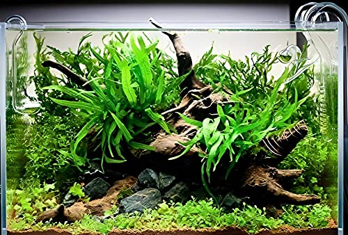 3 Aquatic Plants Bundle