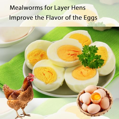 Dried Mealworms 5LB Pure Natural Chicken Treats for Laying Hens Wild Birds (5 Pound (Pack of 1) / Mealworms)