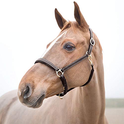 Largo Genuine Leather Horse Halter (Dark Brown / Cob)