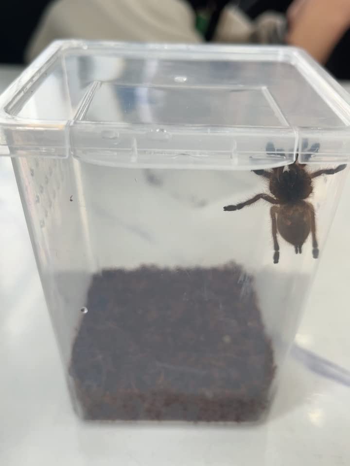 Small Reptile breeding Box Spider Terrarium freeding Box for arboreal Tarantula Scorpion Sling Lizards Mantis Jumping Spider Snail Insect Isopods Terrariums Breeding Box
