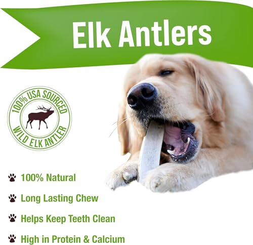 Dog Chews Elk Antlers for Dogs (2 Pack / Large)