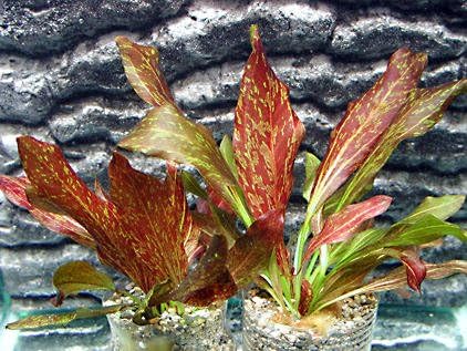Potted Live Aquarium Plants (Red Flame Sword)