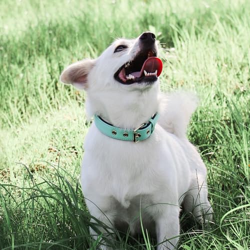 Soft Padded Dog Collars for Small Dogs (Green / M: Fit 11-15" Neck)